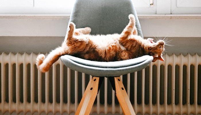 Gato con calefacción